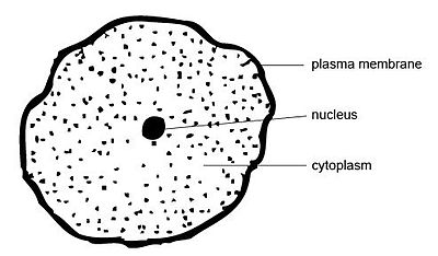 400x234 Anatomy And Physiology Of Animalsthe Cell - Cytoplasm Sketch