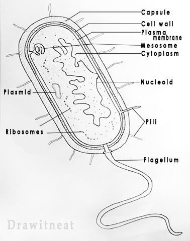 378x480 Draw It Neat How To Draw Bacteria - Cytoplasm Sketch