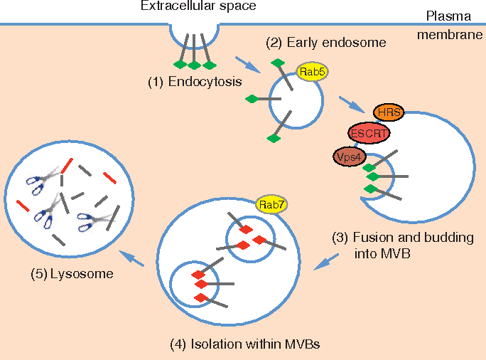 684x506 Figure 4 From Inhibition Of Gsk3 By Wnt Signalling Two - Cytoplasm Sketch
