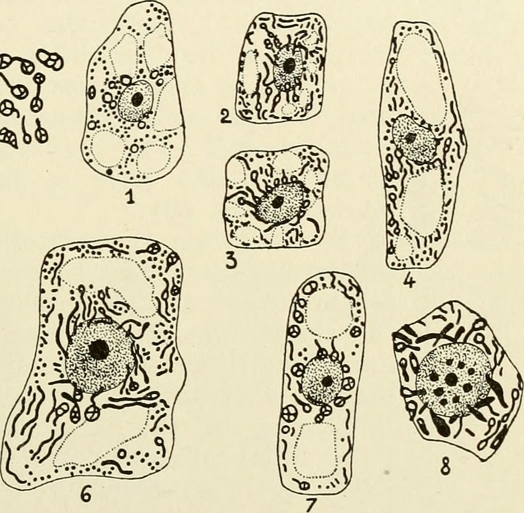 1024x1002 Image From - Cytoplasm Sketch