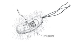 280x180 Microbiology From A To Z - Cytoplasm Sketch
