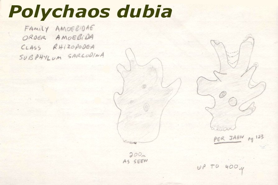 894x597 Science Science For The Fun Of It - Cytoplasm Sketch