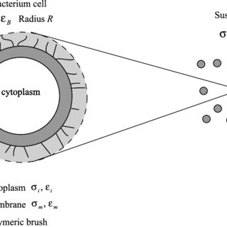 320x320 Sketch Of The Geometry Of The Bacteria Used To Build The - Cytoplasm Sketch