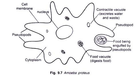 483x268 The Structure And Life Cycle Of Amoeba (With Diagram) - Cytoplasm Sketch