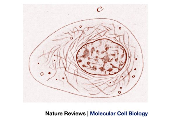 600x402 The Evolving Complexity Of Cytoplasmic Structure Nature Reviews - Cytoplasm Sketch