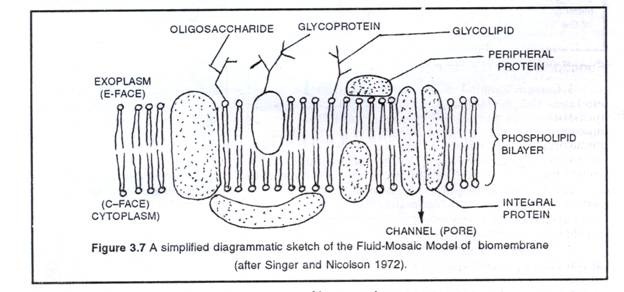 624x292 Blog Posts - Cytoplasm Sketch