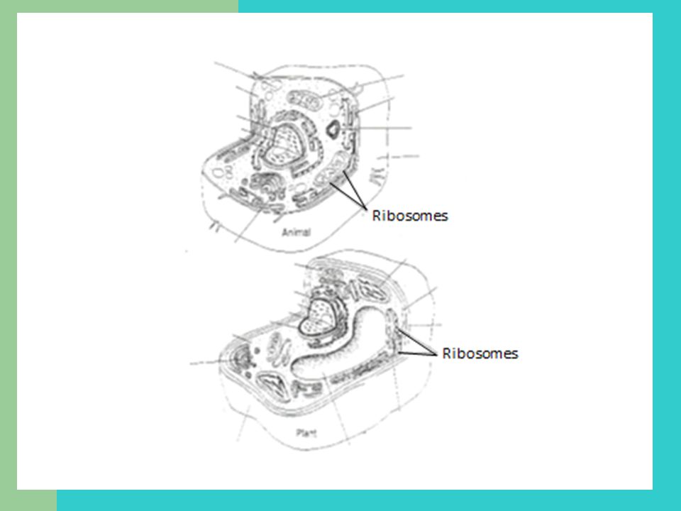 960x720 Cell Parts And Their Jobs - Cytoplasm Sketch