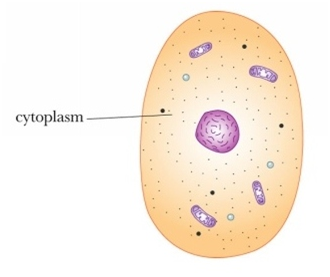 330x277 Cell Structure And Functions - Cytoplasm Sketch