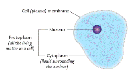 433x263 Cell Structure - Cytoplasm Sketch