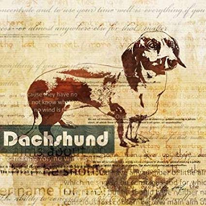425x425 Dachshund Sketch By Roko, Ken - Dachshund Sketch
