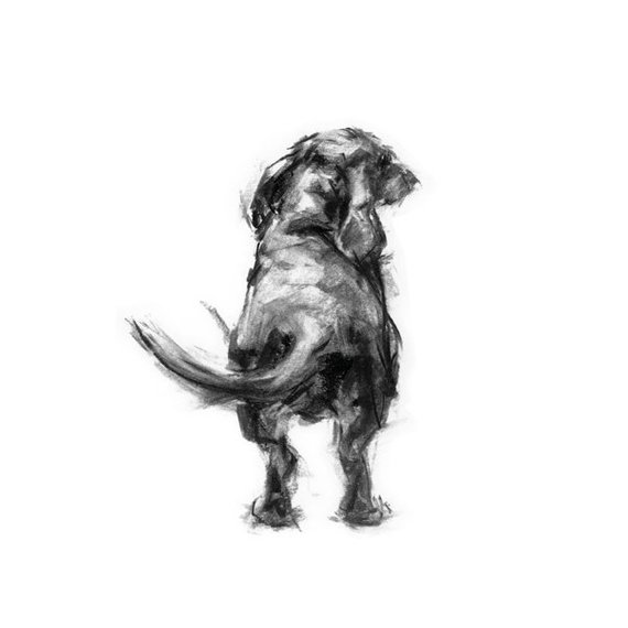 570x570 Dachshund Sketch The Wag Fine Art Dog Print Etsy - Dachshund Sketch