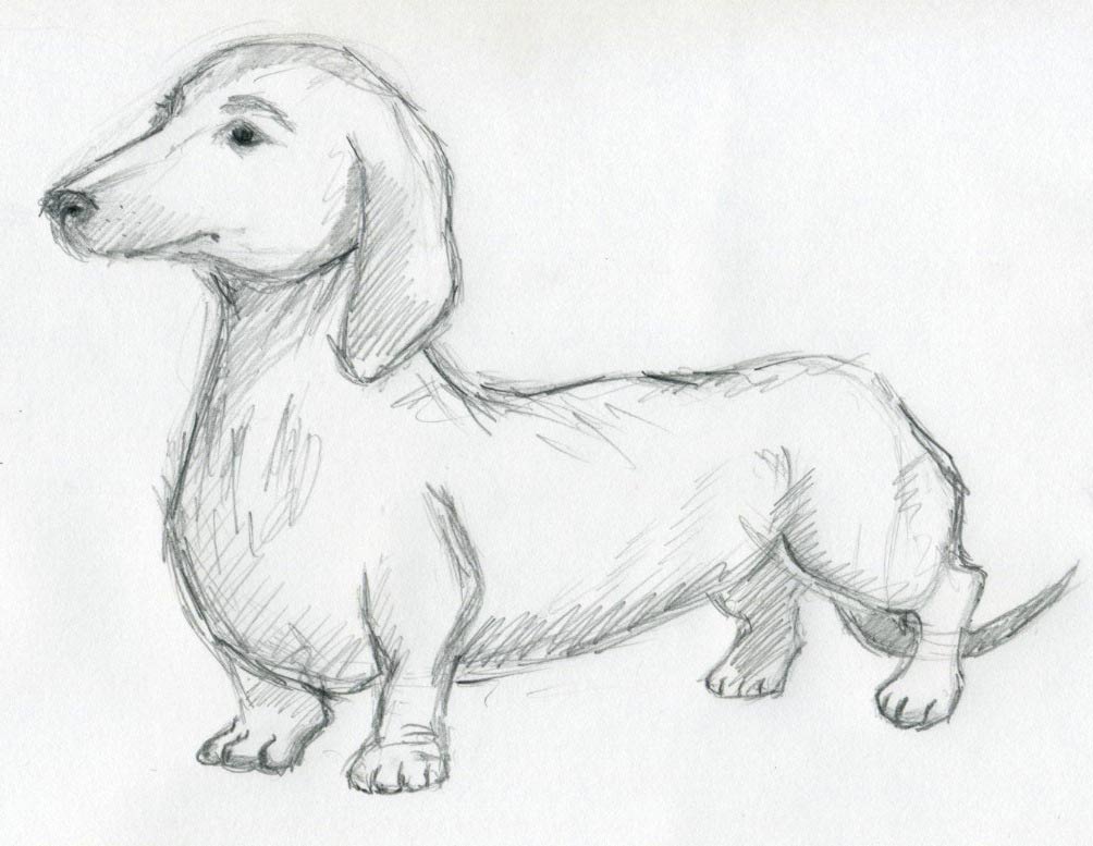 1004x777 Dog Sketches For Inspiration - Dachshund Sketch