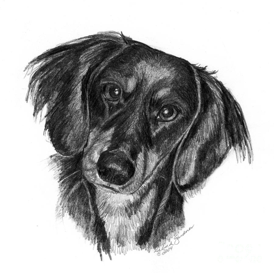 900x894 Long Haired Dachshund Drawing By Deb Gardner - Dachshund Sketch