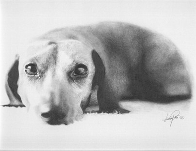 404x312 Original Dachshund Pencil Drawing - Dachshund Sketch