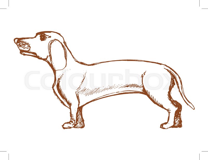 800x617 Vector, Sketch, Hand Drawn Illustration Of Dachshund Stock - Dachshund Sketch