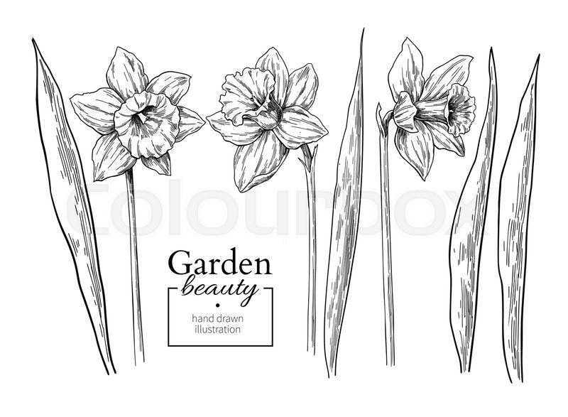 800x587 Daffodil Flower And Leaves Drawing. Vector Hand Drawn Engraved - Daffodil Flower Sketch