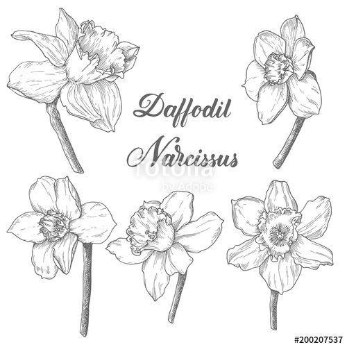 500x500 Daffodil Flower Set, Black Hand Drawn Monochrome Etching Botanical - Daffodil Flower Sketch