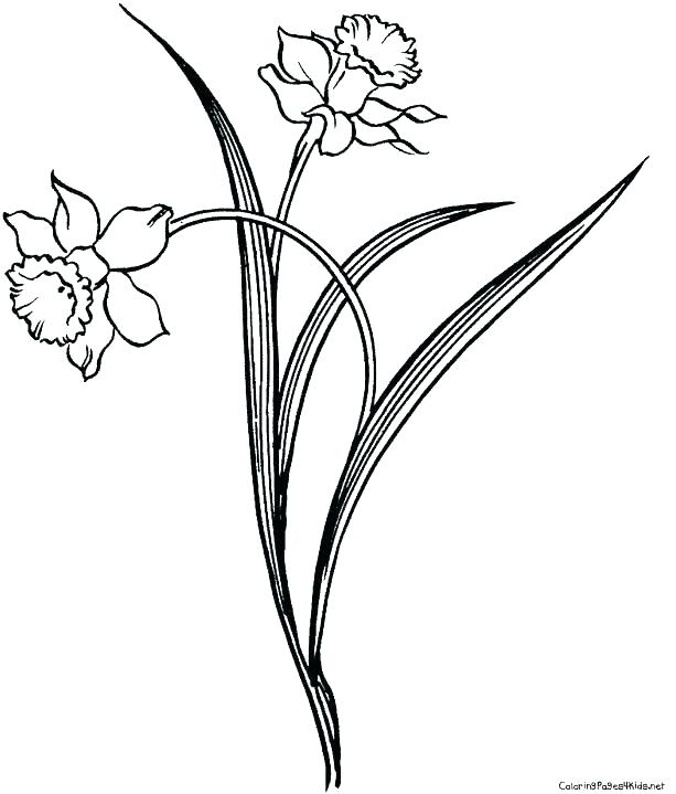 613x719 Drawn Daffodil Different Flower - Daffodil Flower Sketch