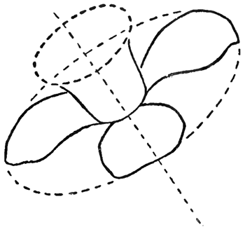 350x324 How To Draw Daffodils With Daffodil Drawing Lessons - Daffodil Flower Sketch