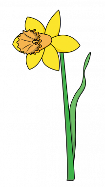 215x382 How To Draw A Daffodil, Flowers, Plants, Spring, Easy Step By Step - Daffodil Flower Sketch