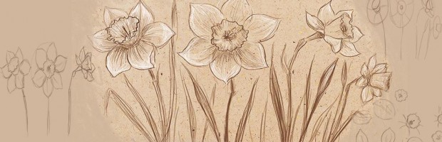 620x200 How To Draw A Daffodil - Daffodil Flower Sketch