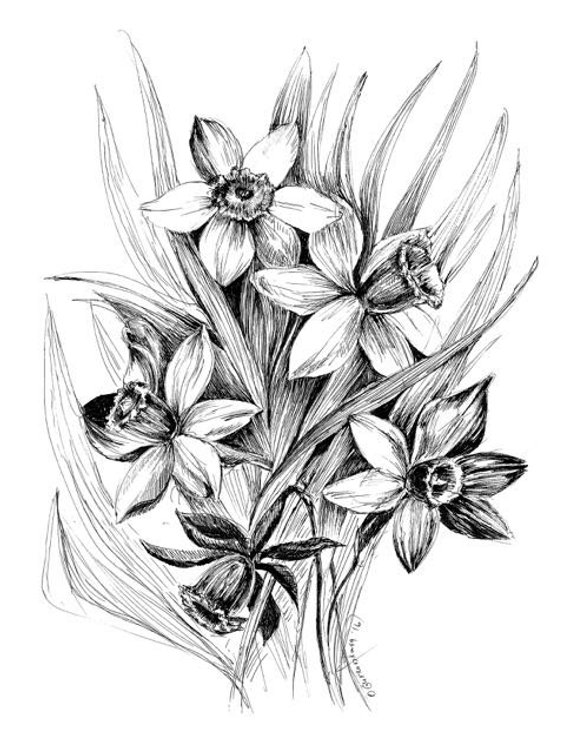 570x754 Black And White Botanical Drawing Daffodil Wall Art Sketch Etsy - Daffodil Flower Sketch