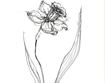 340x270 Daffodil Sketch Art Etsy - Daffodil Pencil Sketch