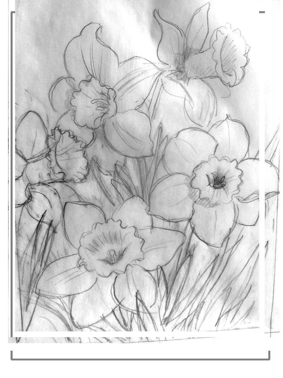 Daffodil Pencil Sketch at Explore collection of