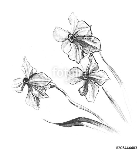 458x500 Graphic Pencil Drawing Of Daffodil Flower Stock Photo And Royalty - Daffodil Pencil Sketch