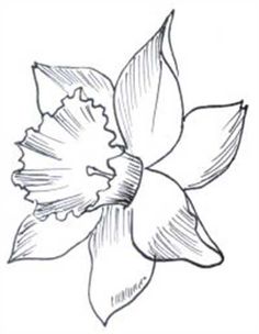 236x304 How To Draw Daffodils With Daffodil Drawing Lessons Learn To - Daffodil Pencil Sketch