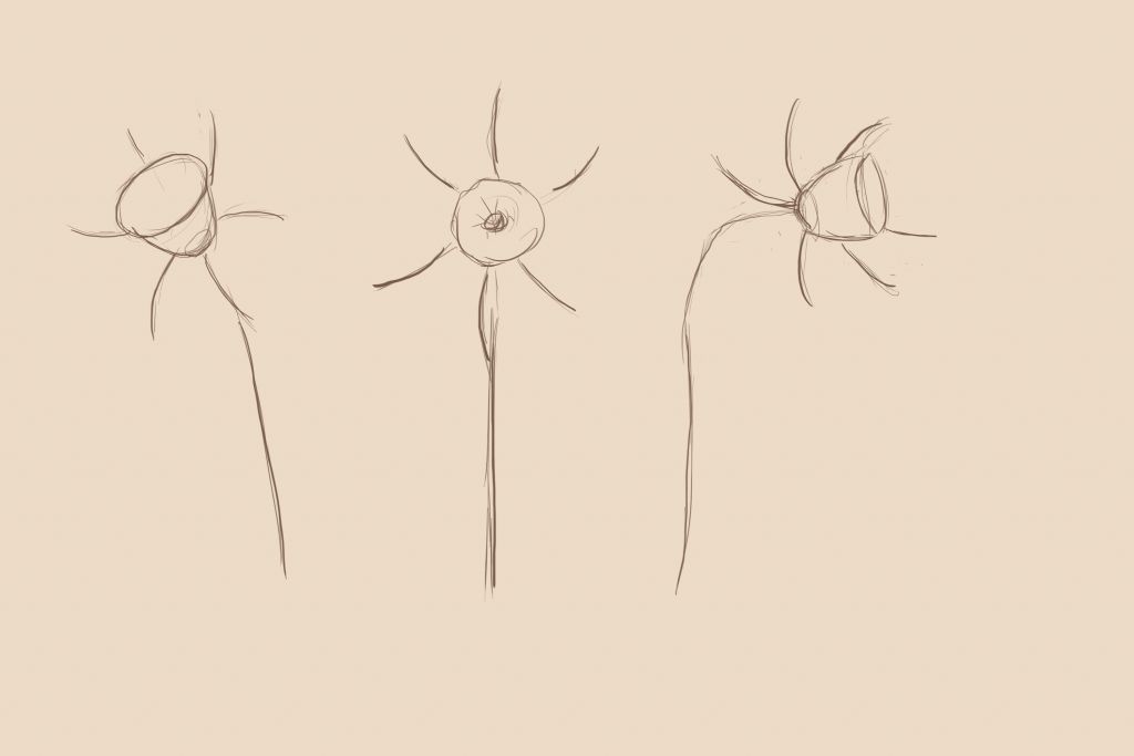 1024x683 How To Draw A Daffodil - Daffodil Pencil Sketch