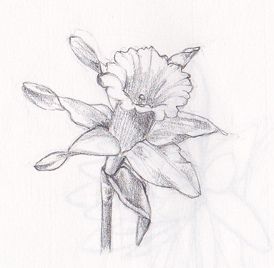 274x268 Narcissus (Plant) - Daffodil Pencil Sketch