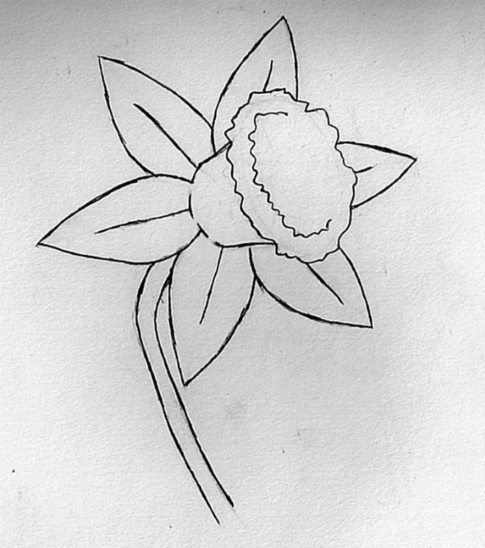 Daffodil Pencil Sketch at Explore collection of