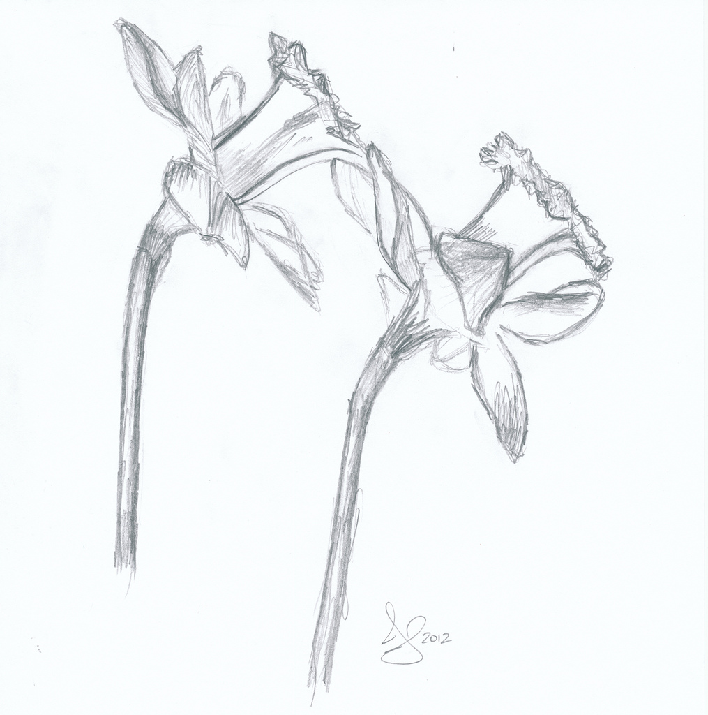 Daffodil Pencil Sketch at Explore collection of