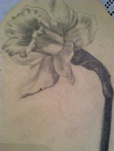 228x300 Rare Antique Daffodil Pencil Sketch Local Artist Unfinished Before - Daffodil Pencil Sketch
