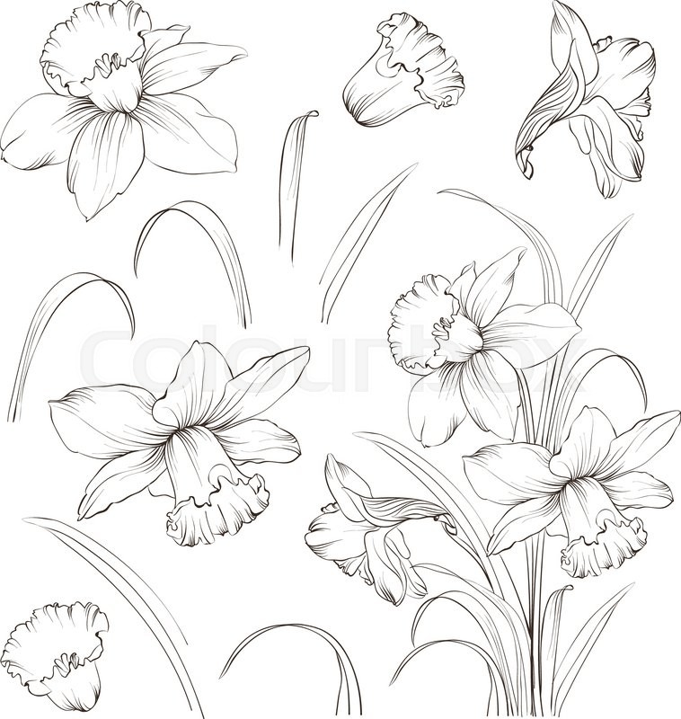 758x800 Set Of Line Drawing Narcissus. Daffodils Blossom Bundle. Black - Daffodil Pencil Sketch