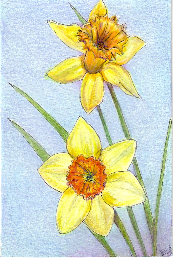 604x900 Coloured Pencil See. Draw. Share. - Daffodil Pencil Sketch