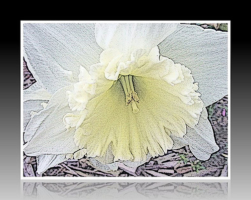 500x398 Daffodil, Pencil Sketch Cameliatwu - Daffodil Pencil Sketch