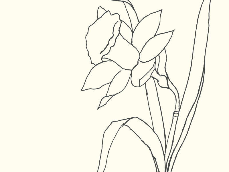 800x600 Daffodil Sketch By Saturday Studio - Daffodil Sketch
