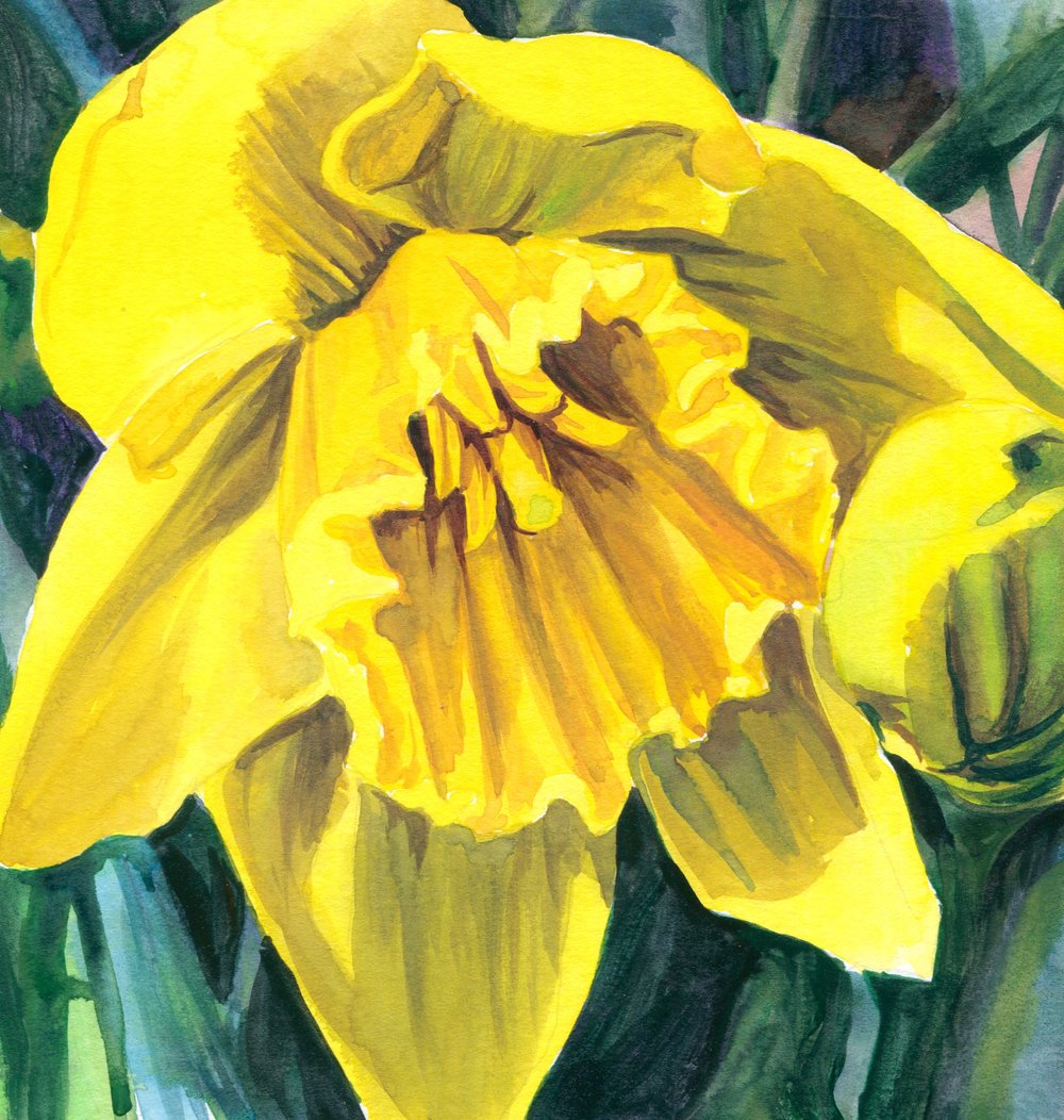 1000x1052 Daffodil Sketch Kelly Eddington Watercolors - Daffodil Sketch