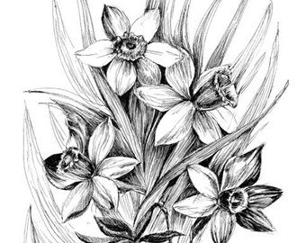 340x270 Daffodil Sketch Art Etsy - Daffodil Sketch