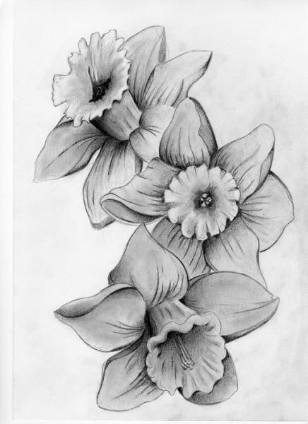 436x600 Daffodils, Symbol Of New Beginnings, Chivalry, And A Single One - Daffodil Sketch