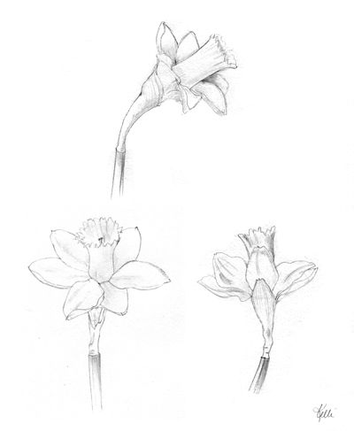 400x487 Daffodils My Graphite Drawings Drawings, Daffodils - Daffodil Sketch