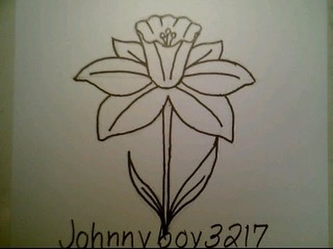480x360 How To Draw A Daffodil Flower Easy For Everyone Como Dibujar Una - Daffodil Sketch
