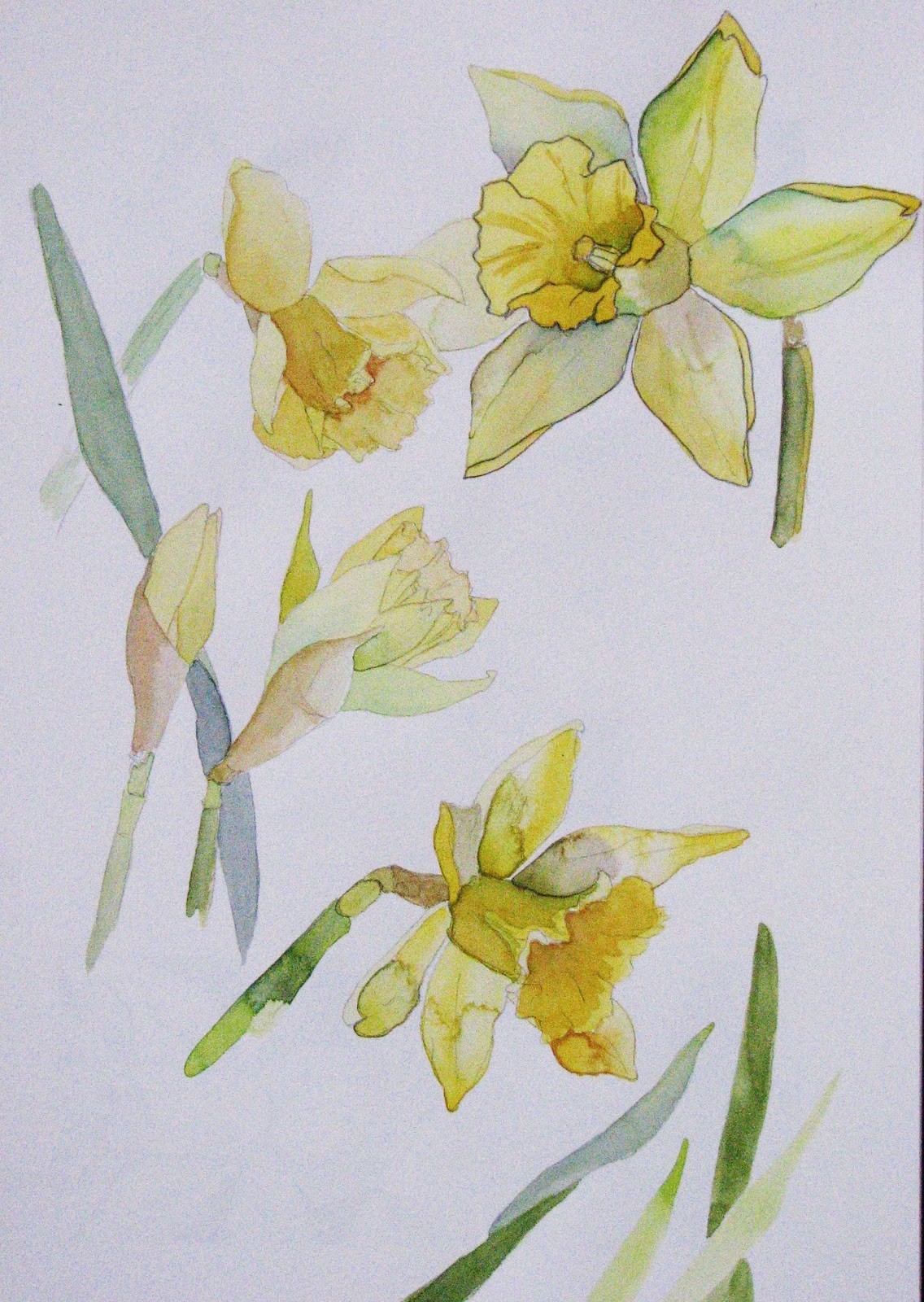 1136x1600 Lisa Le Quelenec Seaside Studios Paintings, Prints And Mixed Media - Daffodil Sketch
