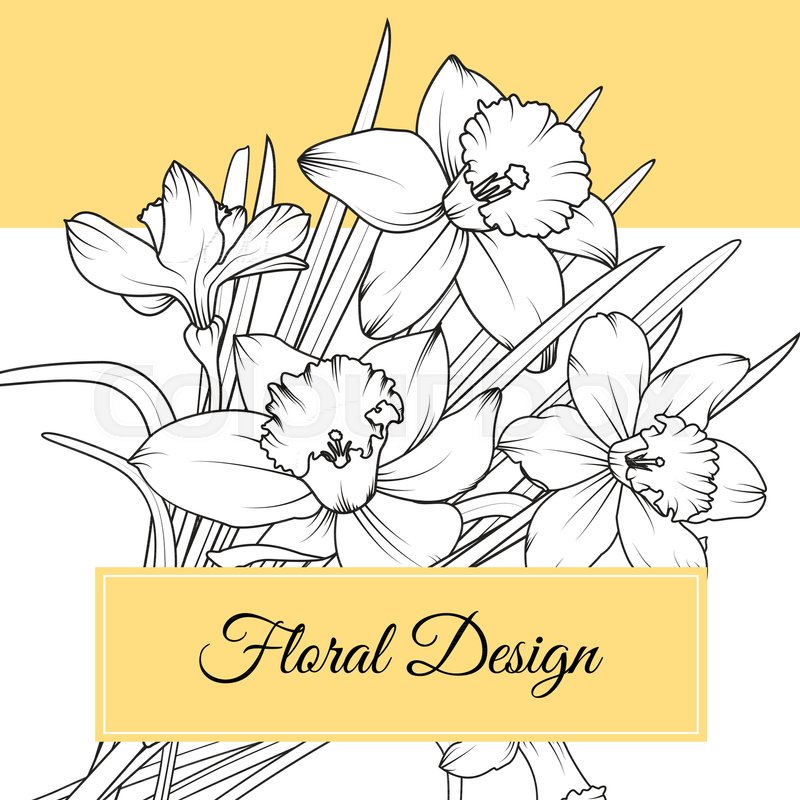 800x800 Narcissus Daffodil Spring Flowers Bouquet. Detailed Black And - Daffodil Sketch