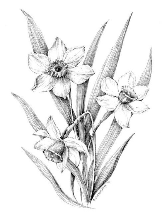 570x725 Narcissus Print Daffodil Drawing Floral Art Black And White Etsy - Daffodil Sketch
