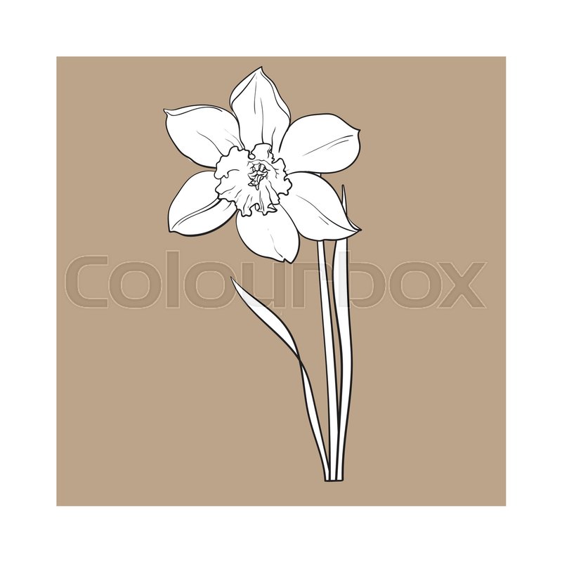 800x800 Single Daffodil, Narcissus Spring Flower With Stem And Leaves - Daffodil Sketch