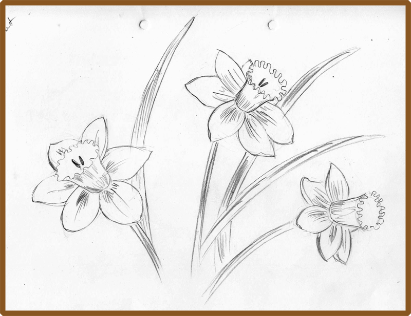 800x617 Weekly Doodles And Tuts How To Draw A Narcissusdaffodil - Daffodil Sketch