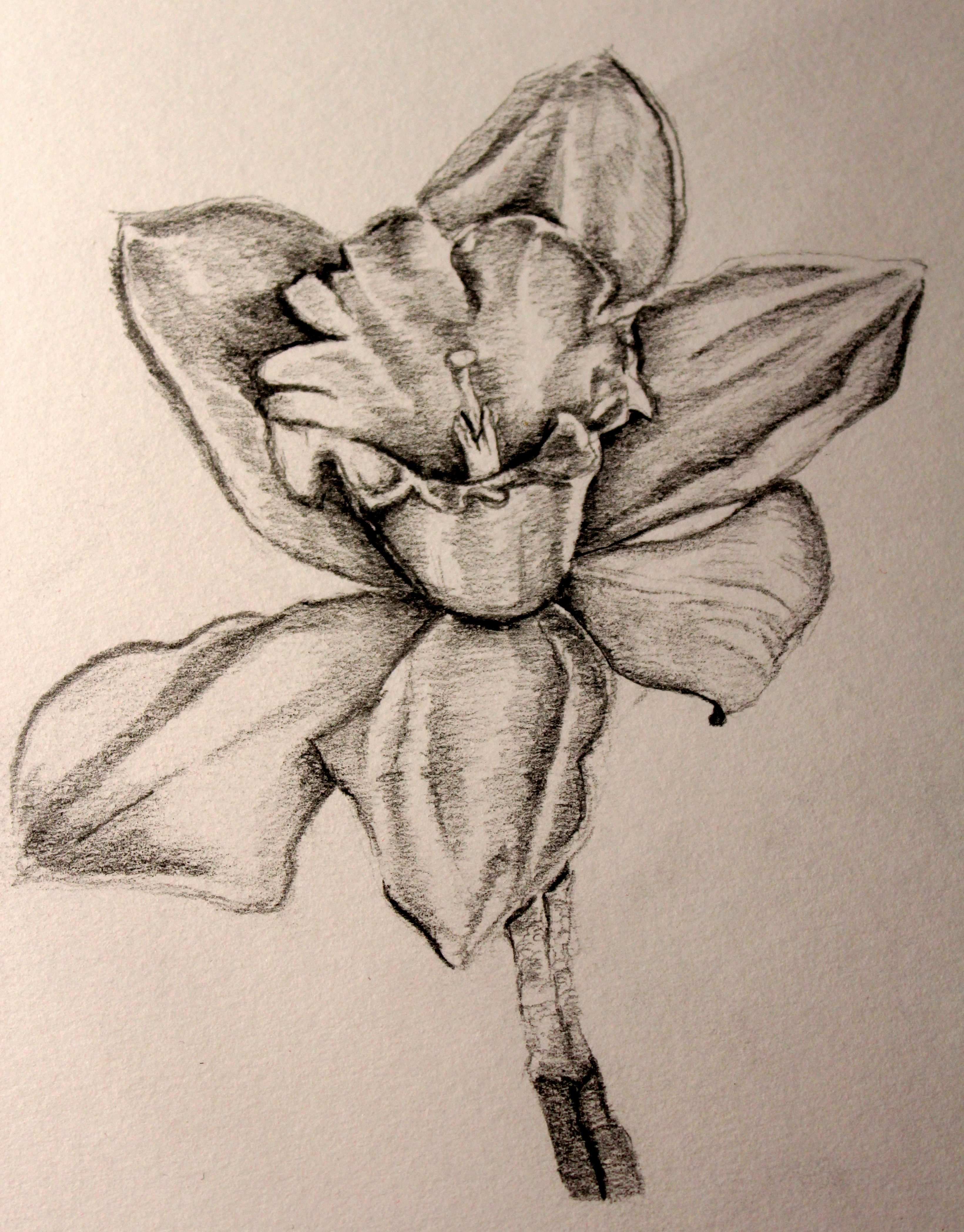 3281x4193 Daffodil Sketch - Daffodil Sketch